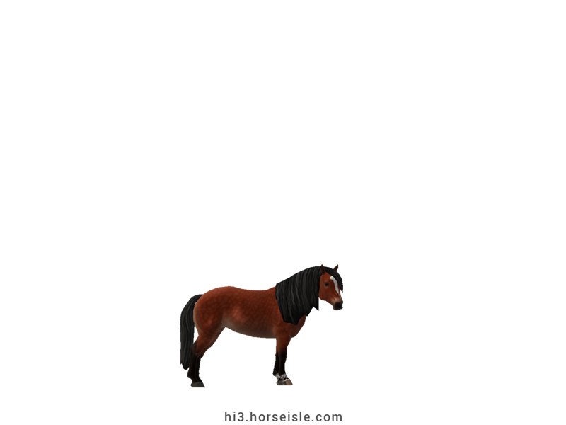 South African Miniature Horse Mealy Red Bay Coat